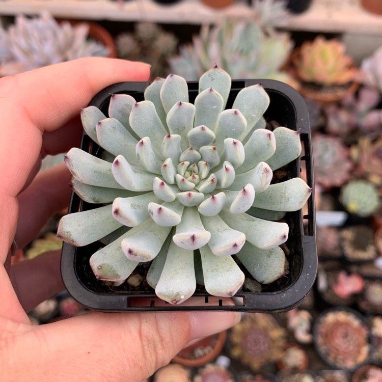 Plant image Echeveria cuspidata var. 'Zaragozae' White Form