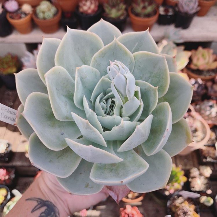 Plant image Echeveria Canadian