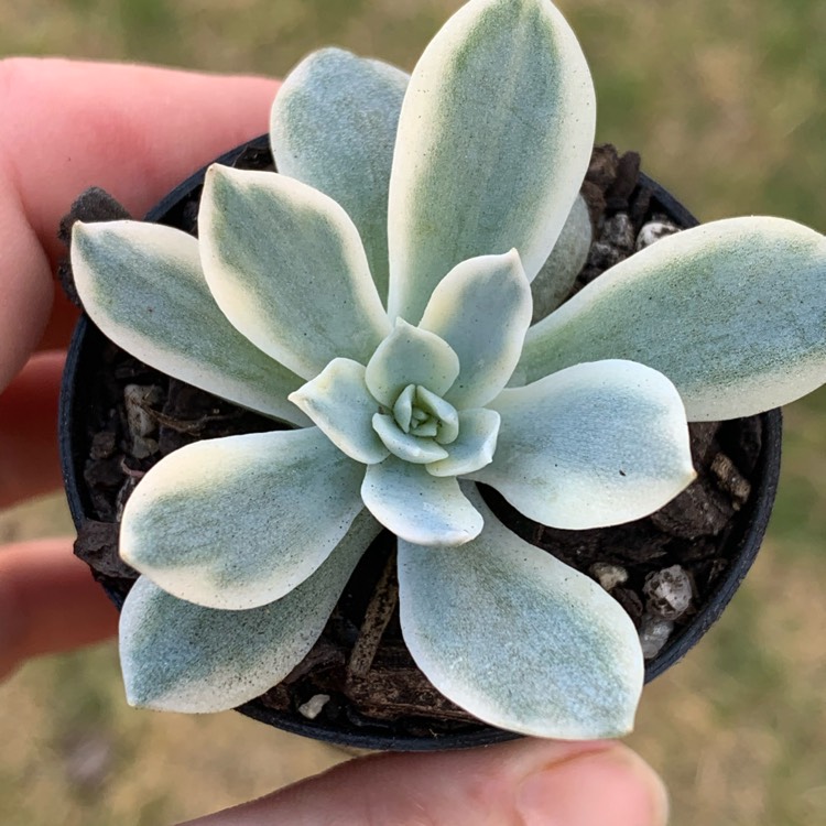 Plant image Echeveria Peacockii Variegata