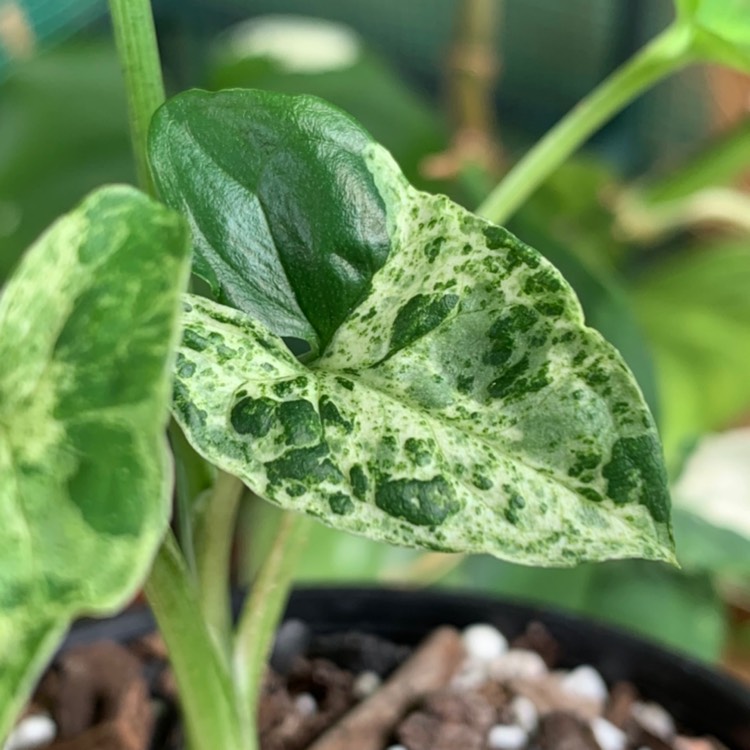 Plant image Syngonium 'Mojito'