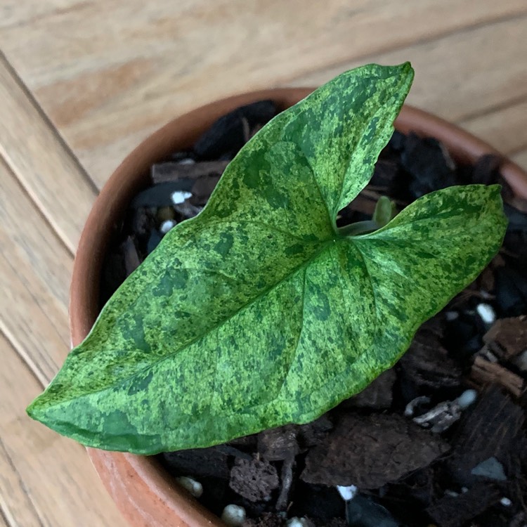 Plant image Syngonium 'Mojito'