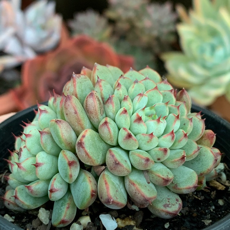 Plant image Echeveria Vincent Catto Asia Form