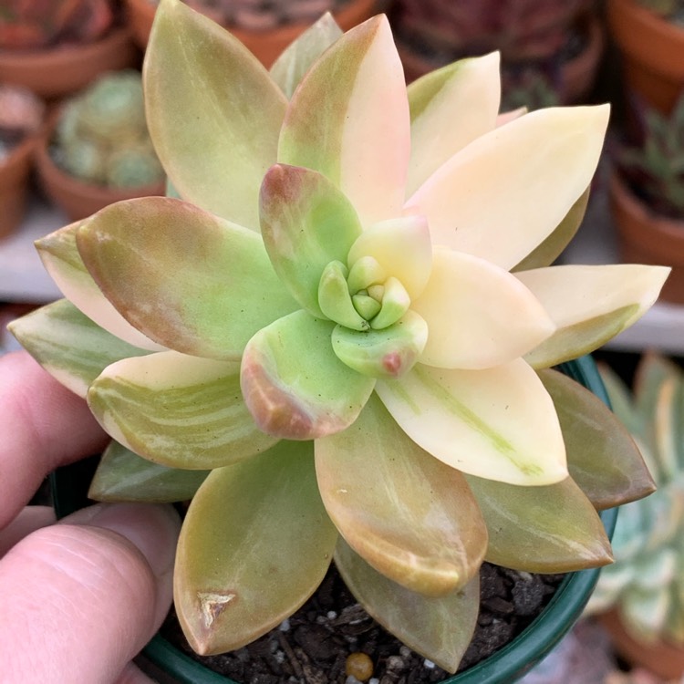 Plant image Sedum Pat's Pink Variegata