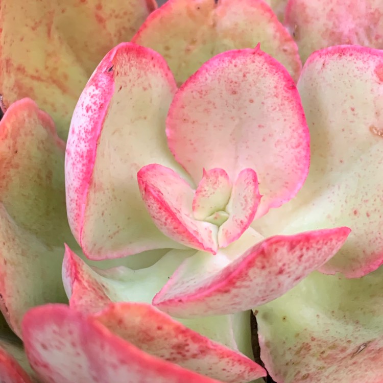 Plant image Echeveria Kissing