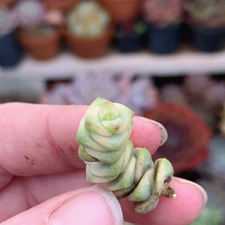 Plant image Crassula Baby's Necklace Variegated