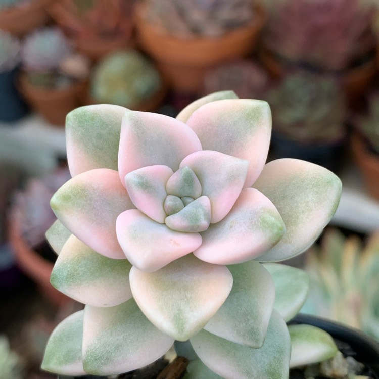 Plant image Graptopetalum Mendozae Variegata