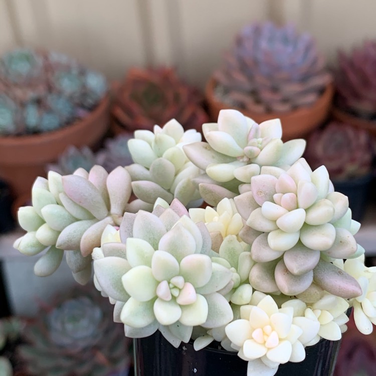 Plant image Graptopetalum Mirinae Variegata