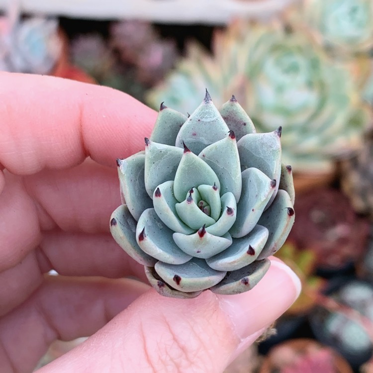 Plant image Echeveria Caamanoi