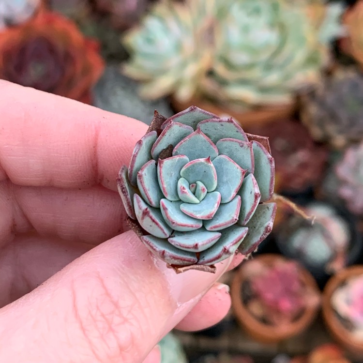 Plant image Echeveria Strictiflora X El Encino