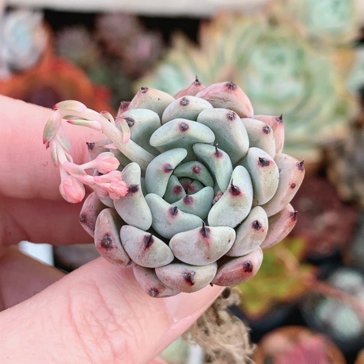 Plant image Echeveria Red Absinthe