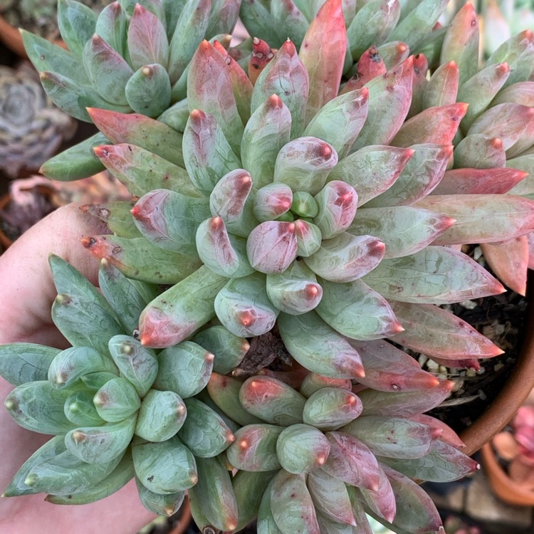 Plant image Pachyphytum longifolium