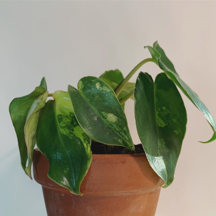 Plant image Philodendron Burle Marx variegated