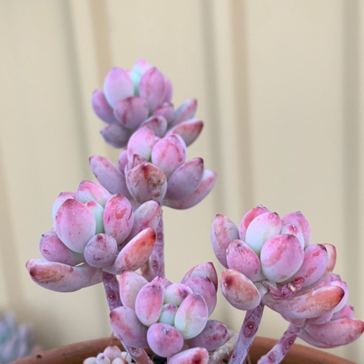 Plant image Sedum Commixtum