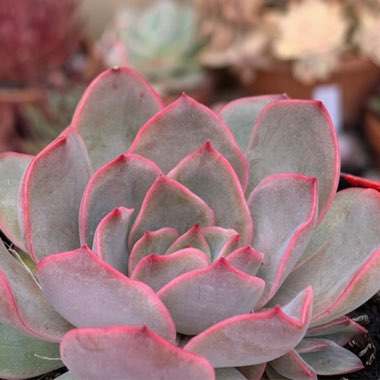 Echeveria Kisses