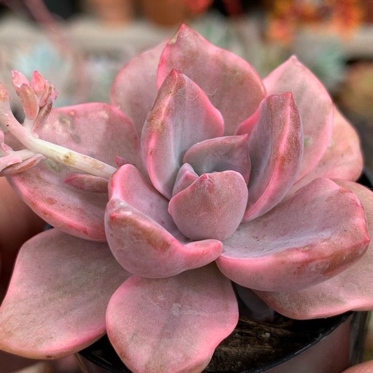 Plant image xGraptoveria Mrs Richards Variegata