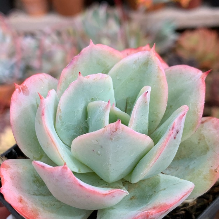 Plant image Echeveria Cloudburst