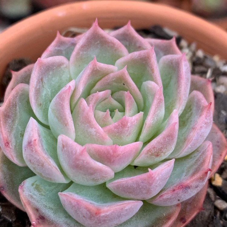 Plant image Echeveria Elegans x Violet Queen