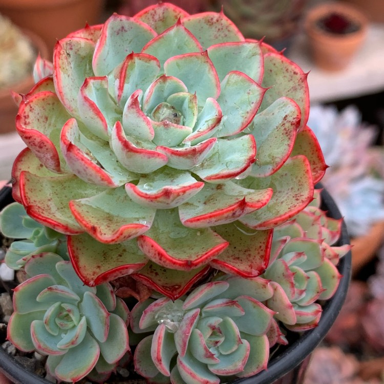 Plant image Echeveria Lara