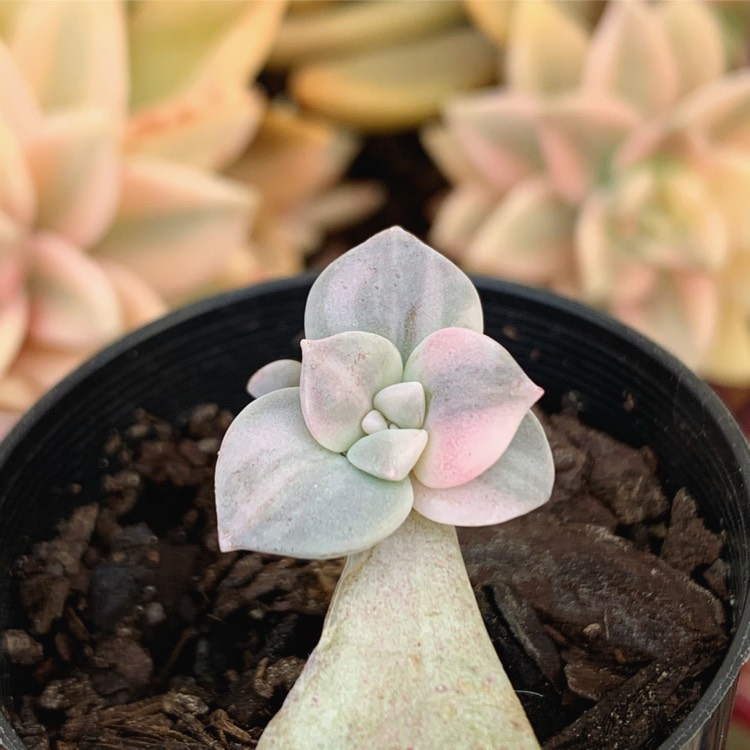 Plant image Graptopetalum Superbum Variegated