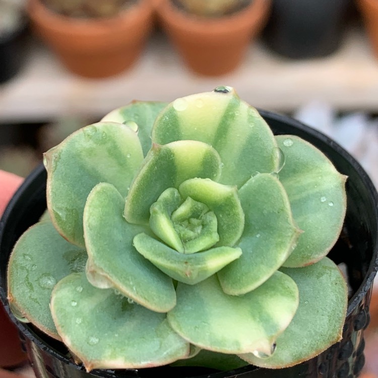 Plant image Echeveria Nicksana variegated