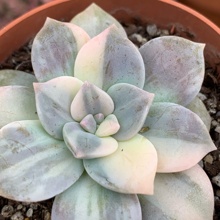 Plant image Graptopetalum Superbum Variegated