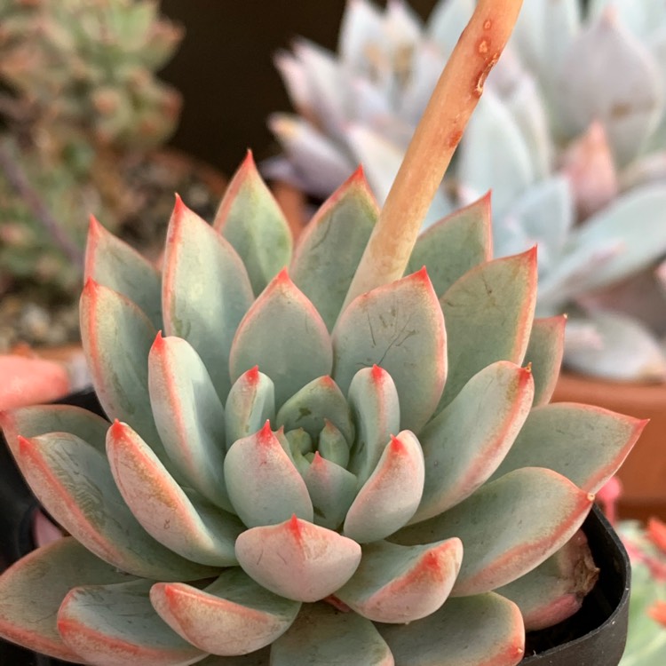 Plant image Echeveria Shanghai Lady