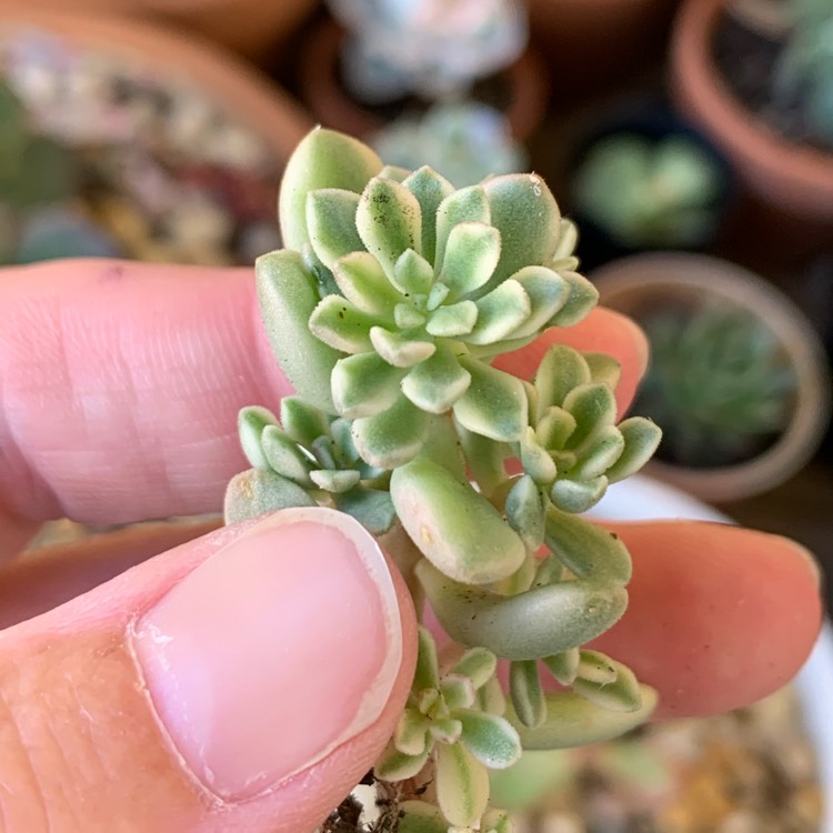 Plant image Sedum Joyce Tulloch Variegated