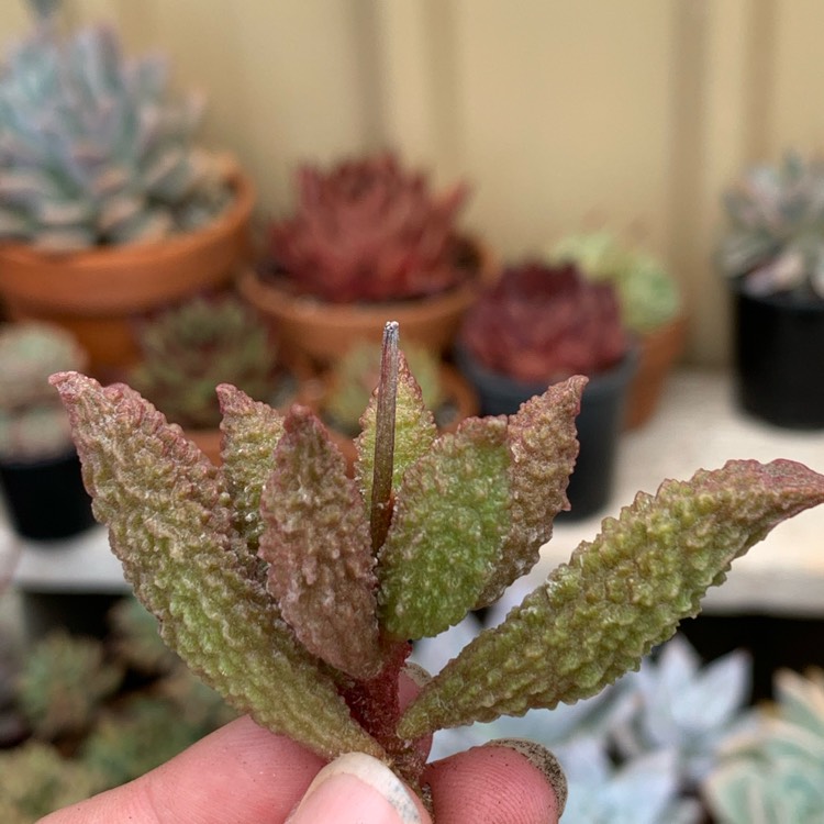 Plant image Adromischus marianae v. herrei