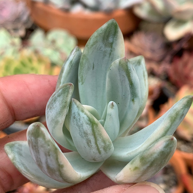 Plant image x Pachyveria Powder Puff Variegated