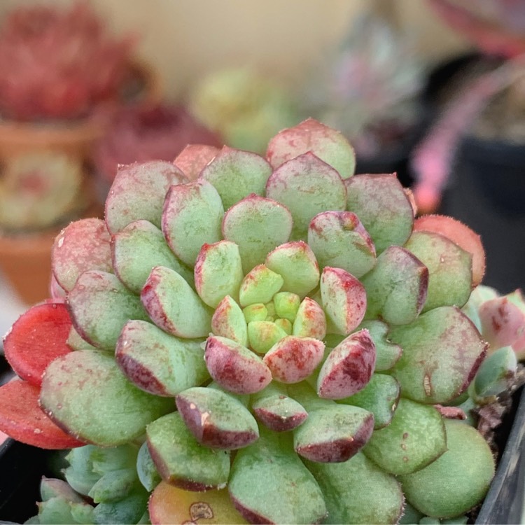 Plant image Echeveria Nocturne