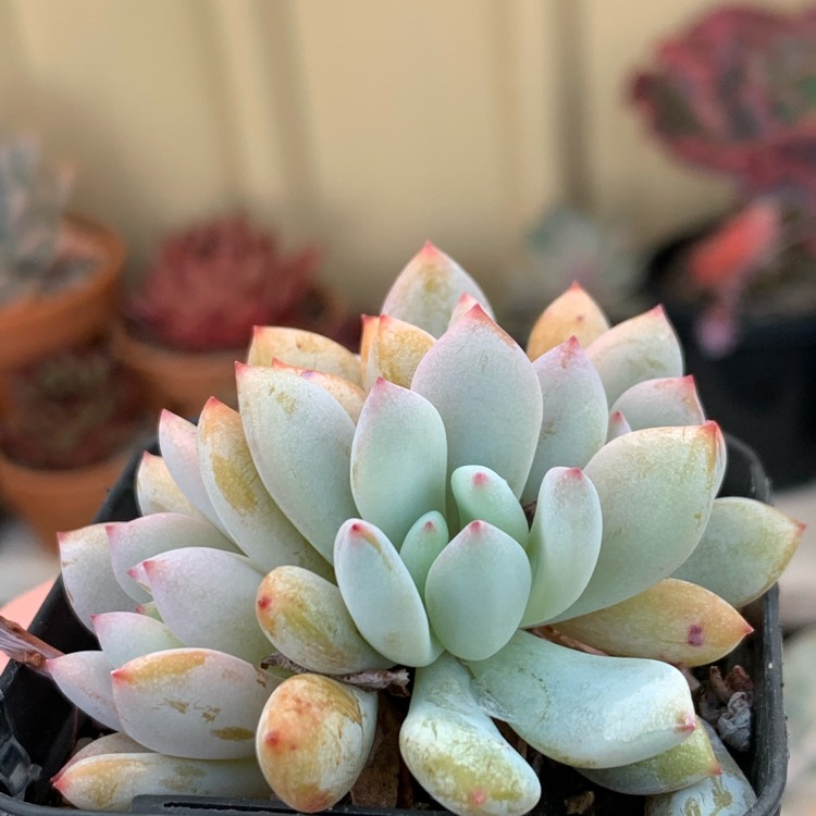 Plant image x Pachyveria Augusta