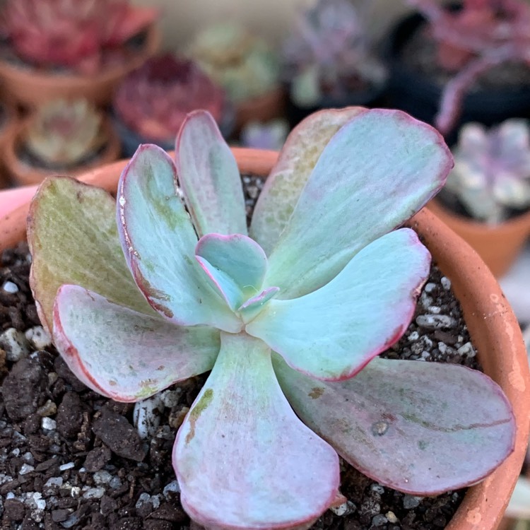 Plant image Echeveria Dream Fantasia 