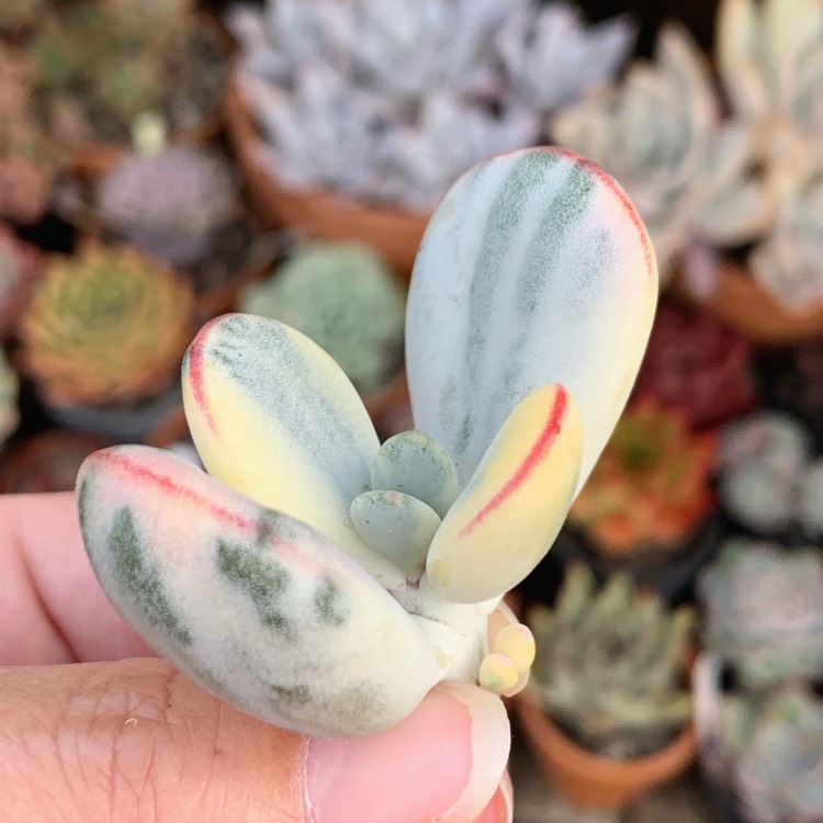 Plant image Cotyledon Orbiculata CV Fukushima variegated