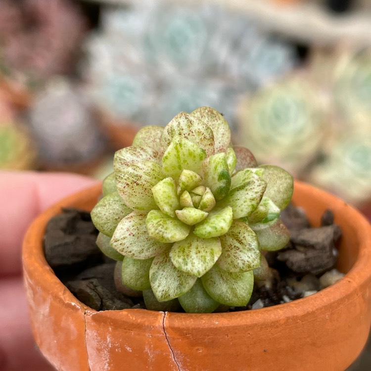 Plant image x Cremnosedum 'Little Gem Variegata'