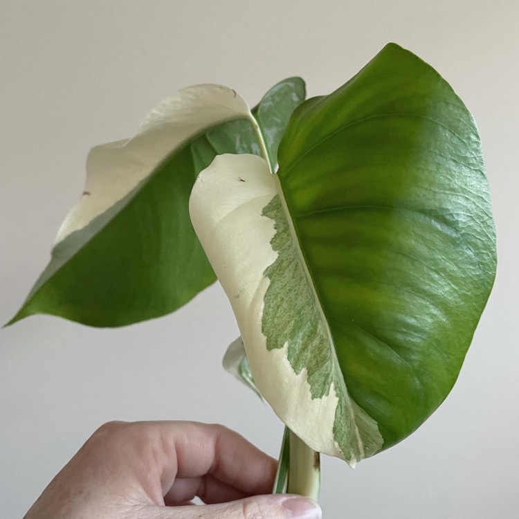 Plant image Monstera deliciosa 'Borsigiana Albovariegata' syn. Monstera borsigiana 'Albovariegata'