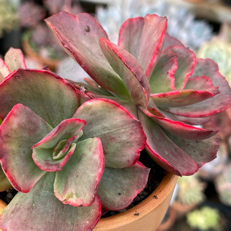 Plant image Echeveria Marijah