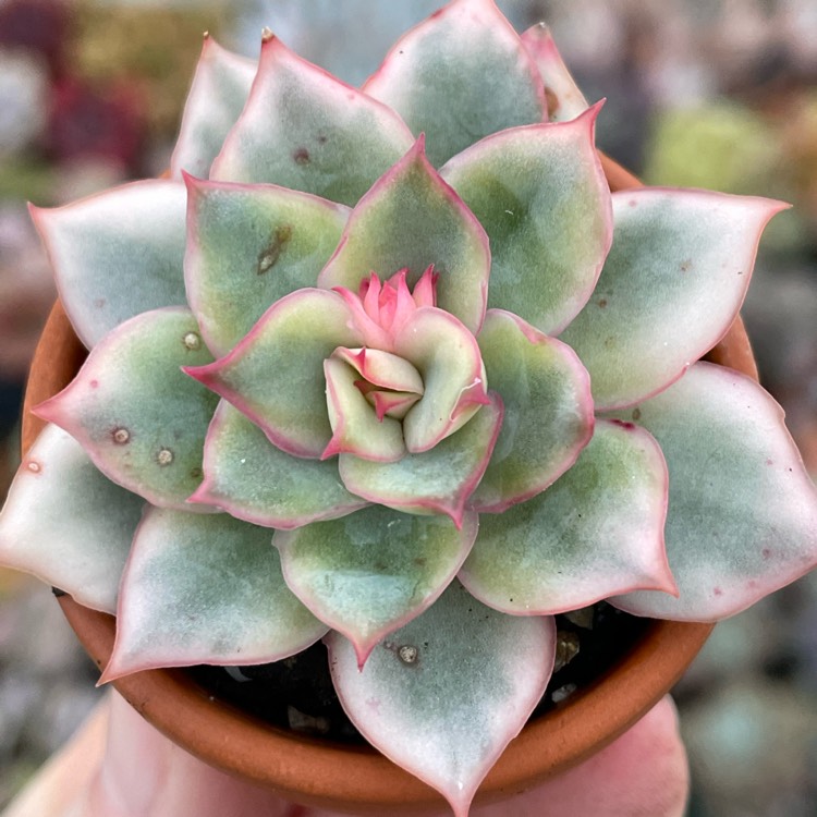 Plant image Echeveria Esther Variegata