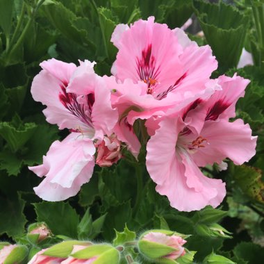 Pelargonium