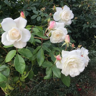 Rosa 'Korbin' syn. Rosa 'Iceberg', Rosa 'Fee des Neiges', Rosa 'Schneewittchen'