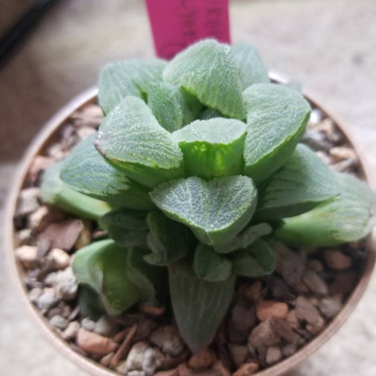 Plant image Haworthia Emelyae