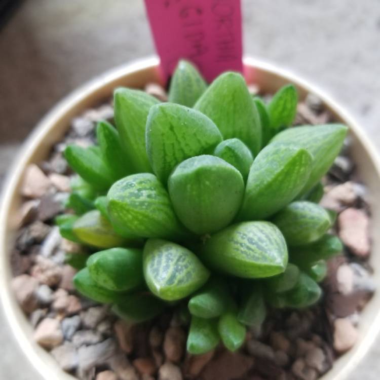 Plant image Haworthia Turgida