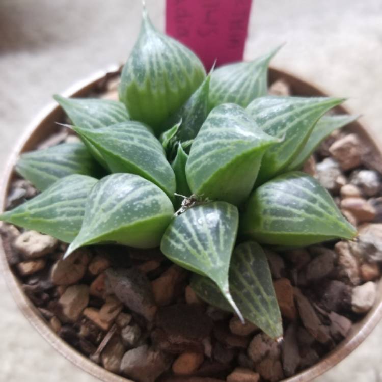 Plant image Haworthia mirabilis 'Badia'