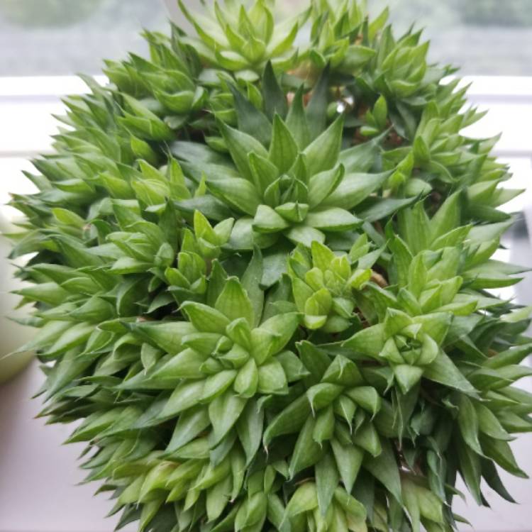 Plant image Haworthia marumiana var batesiana