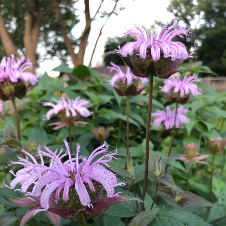 Plant image Monarda Fistulosa L.