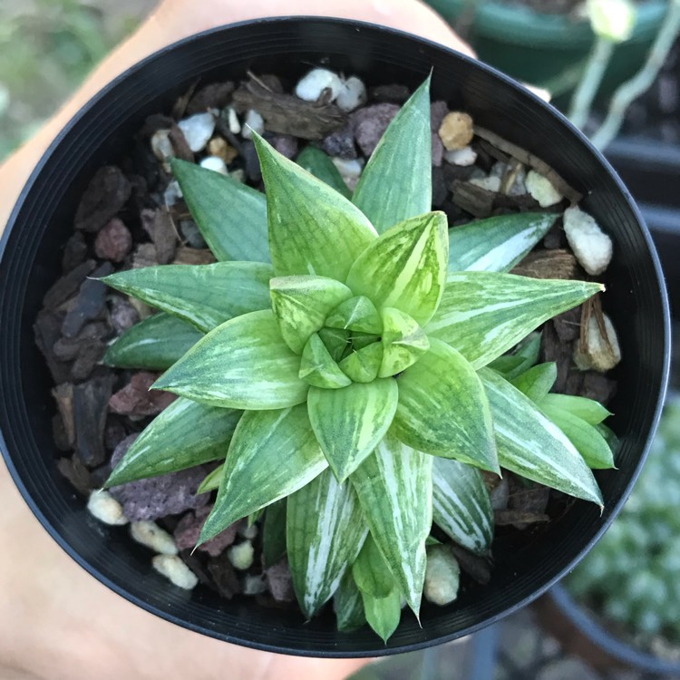 Plant image Haworthia beteseana 'Variegata'