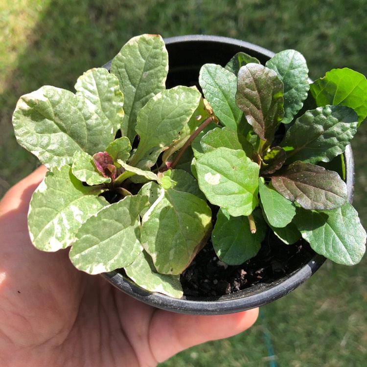 Plant image Ajuga reptans 'Golden Beauty'