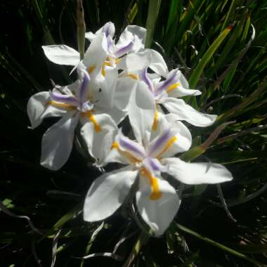 Fringed Iris