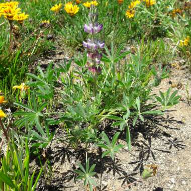 Lupin 'Sunrise'