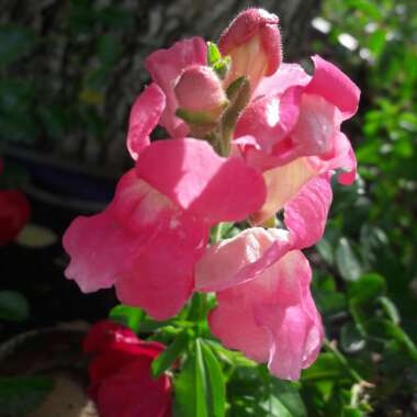 Snapdragon