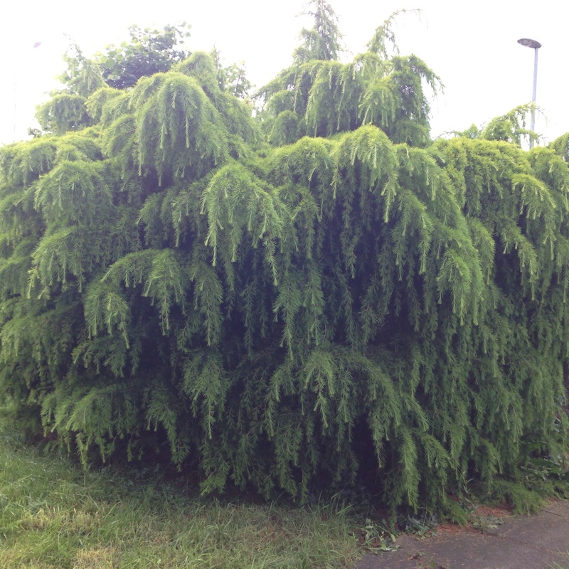 Plant image Picea breweriana